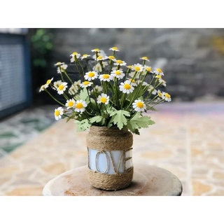 Hoa cúc tana, cành 1 bông, lá cao 20cm