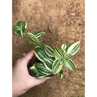 Cây thài lài trắng xanh/ Tradescantia fluminensis aureovariegata