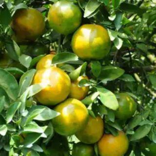 Cây giống quýt đường