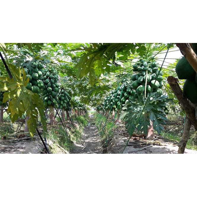 HẠT ĐU ĐỦ SIÊU LÙN RUỘT VÀNG F1 SINTA - GÓI 10 HẠT