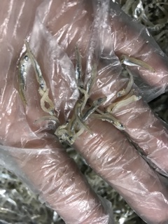 Cá cơm sữa 500 gr