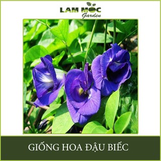 Hạt Giống Hoa Đậu Biếc Thân Leo Gói 1g