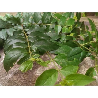 Cây găng nếp làm thạch (cây găng gai )- cây giống