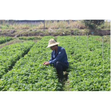 500gr Cây kinh giới khô hàng chuẩn xịn
