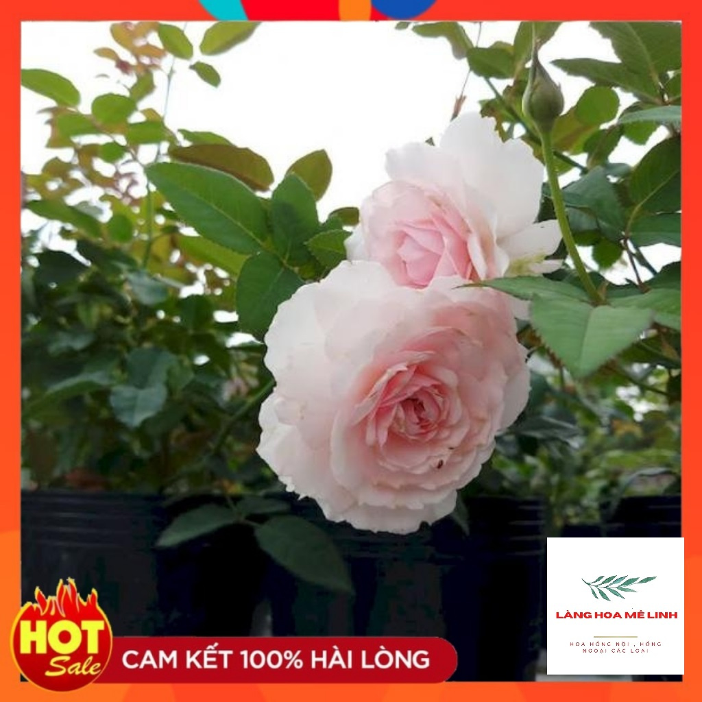 Hoa hồng Misaki Rose [HOA NHẬT SIÊU THƠM]- Nếu bạn muốn chọn một giống hoa khỏe, sai hoa, dễ trồng , hoa màu hồng phấn