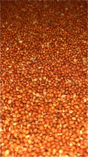 Kê đỏ & Lúa - thức ăn: Chim Cảnh, Gà.. (Combo 2kg)