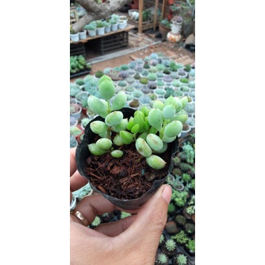 Sen đá Đậu dây/Sỏi dây