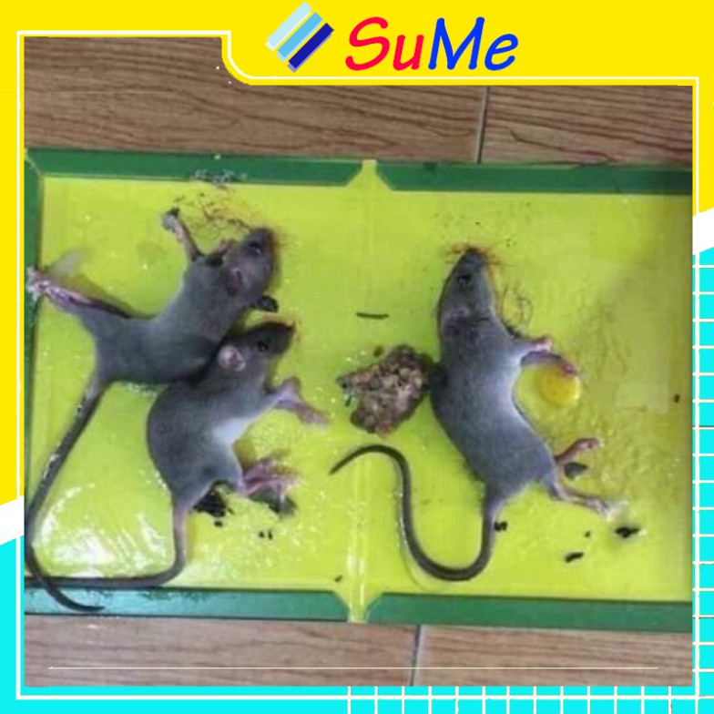 Keo dính chuột, bẫy chuột siêu dính Mouse traps xanh trắng