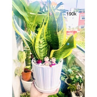 Chậu lưỡi hổ lớn để bàn