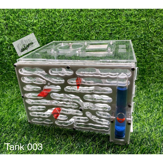 Formicarium - Tank nuôi kiến cảnh