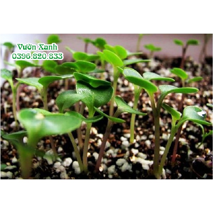 Đá Vermiculite nâu trồng cây cảnh gói 8dm3