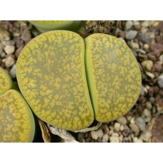 Lithops Betty's Beryl C389