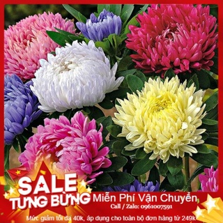 Hạt giống hoa cúc đài loan - 50 hạt