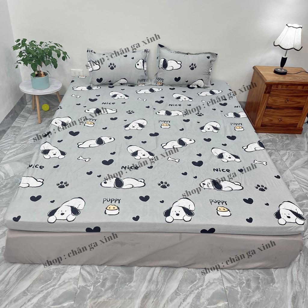 Bộ ga trải giường và vỏ gối mền chăn phao trần bông 5 món cotton poly