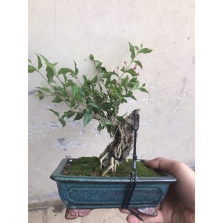 Hồng ngọc mai mini bonsai