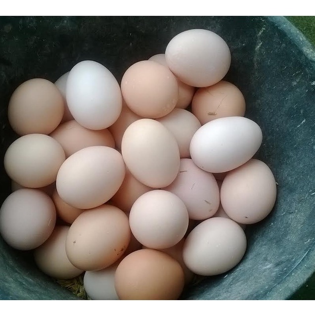 Một Chục Trứng Gà Ta Bổ Dưỡng