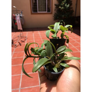 Phi điệp tím hòa bình