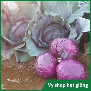 Hạt giống bắp cải tím gói 170 hạt