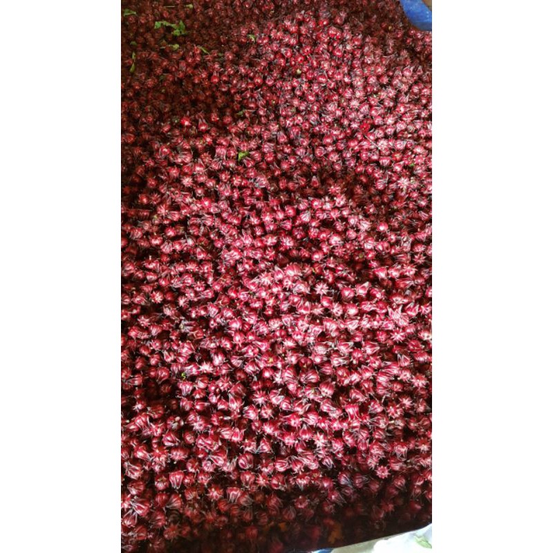 Hoa Atiso đỏ tươi_ Nguyên hạt 1kg