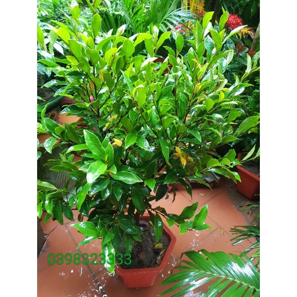 Cây hoa lan tiêu 70 đến 80cm