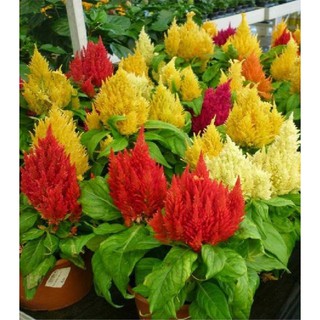 Hạt giống hoa mào gà lửa nhiều màu - 100 hạt