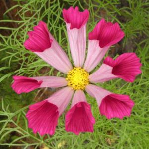 hạt giống sao nhái cánh cuốn f1