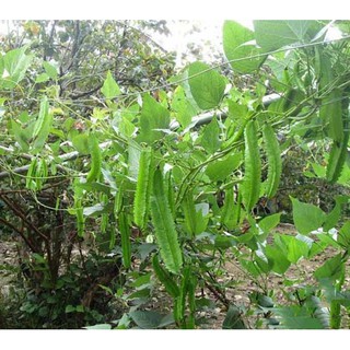 Hạt giống Đậu Rồng (10 gram)