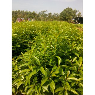 Combo 4 Cây Vối nếp - chiều cao 60cm