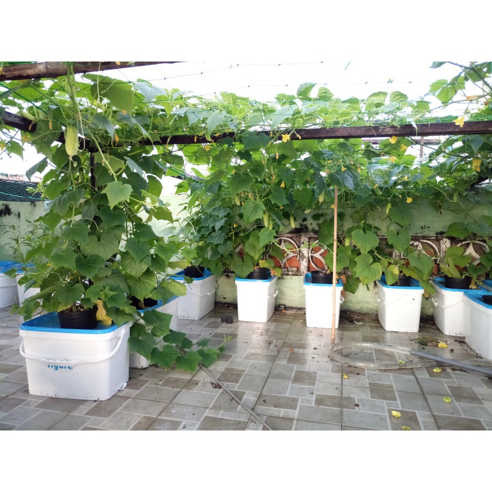 ☜☸❉Bộ 2 thùng thủy canh trồng cây ăn trái ( trồng được tất cả các loại cây ăn trái, củ, quả)