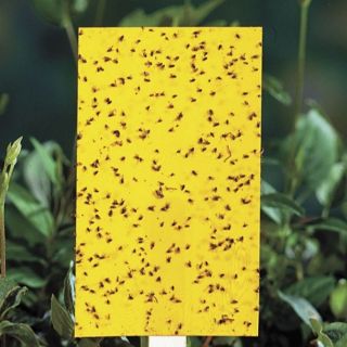 Bộ 5 Miếng Dán Bẫy Côn Trùng 20*25cm
