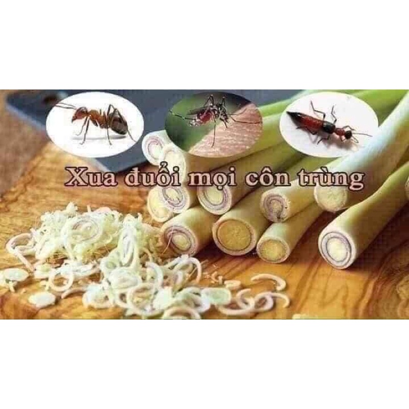 Tinh dầu xả xịt phòng