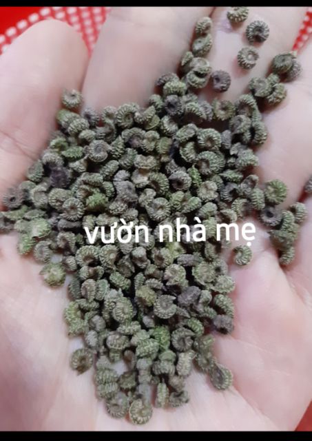 30 Hạt giống cây sương sâm trơn