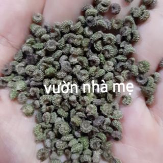 30 Hạt giống cây sương sâm trơn ( láng)