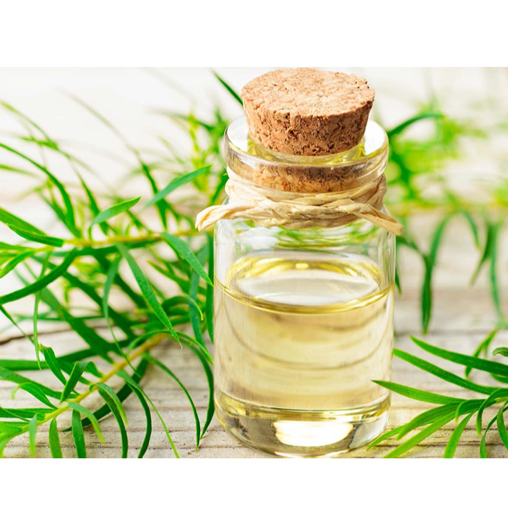 Tinh dầu tràm trà (Tea Tree Oil) nguyên chất Organic từ thiên nhiên, có kiểm định chất lượng