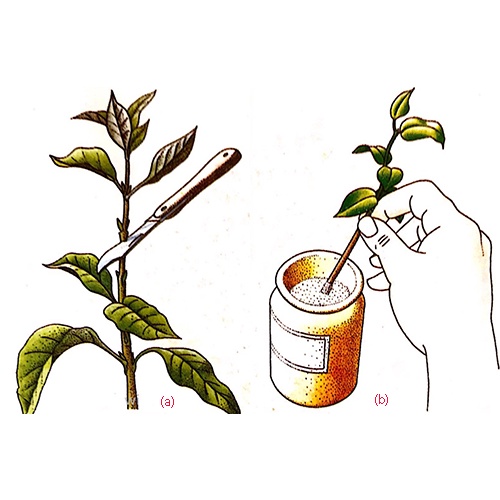 Exotic gồm hơn 50 viatamin và khoáng chất giúp cây nhanh ra rễ và phục hồi sau đánh chuyển, chiết và giâm cành