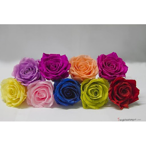 Hoa Hồng Tươi Bất Tử - Hoa Hồng vĩnh cửu - hoa hồng Tự nhiên ướp màu bền trên 5 năm- Hoa khô nguyên liệu trang trí