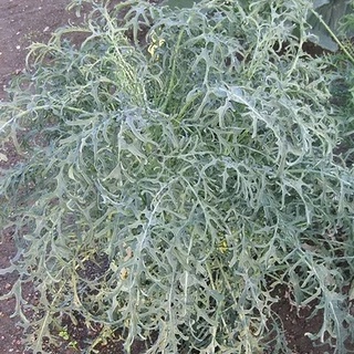 HẠT GIỐNG KALE SPIGARIA