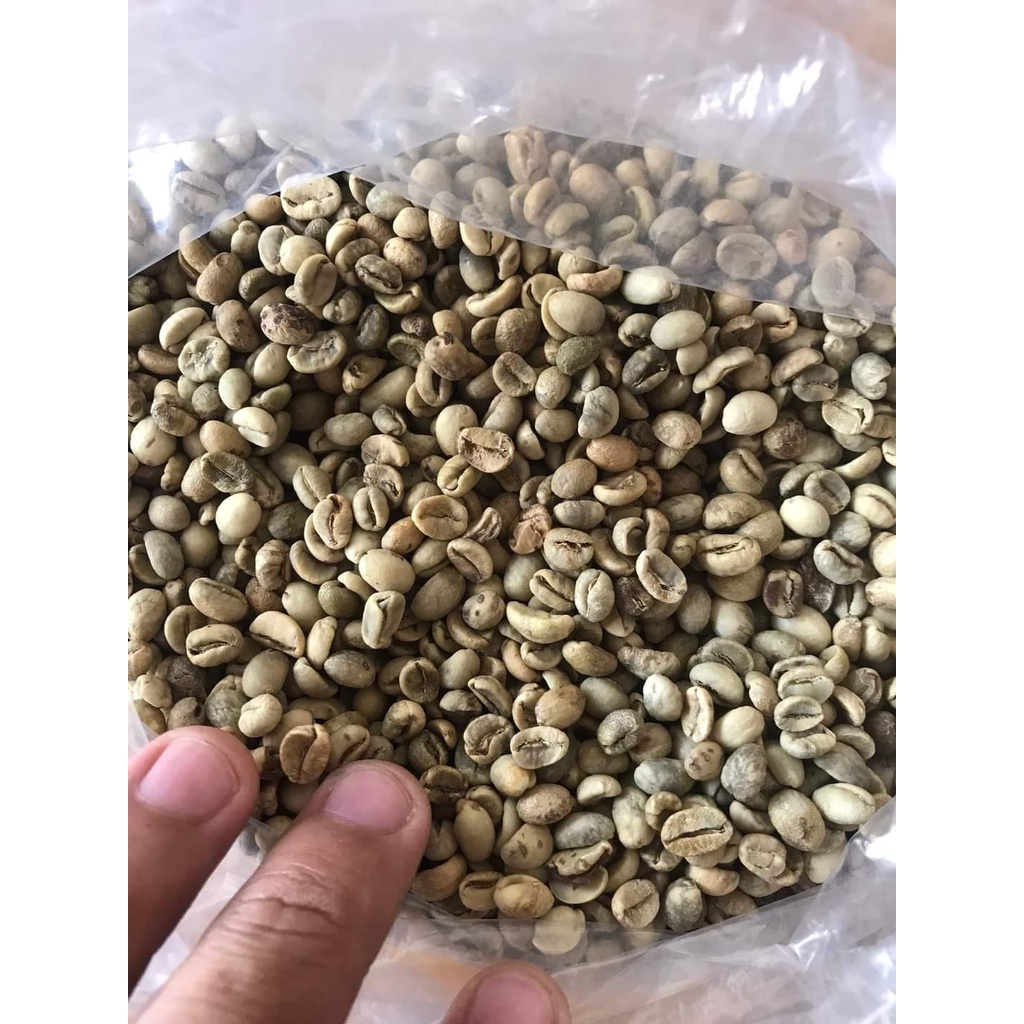 Giống Cây Cà Phê CuLi Siêu Trái