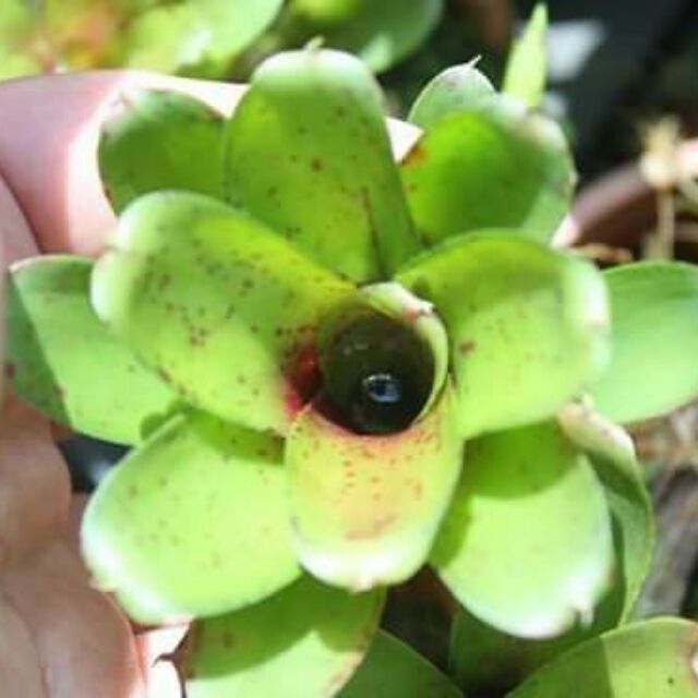 Dứa neo linda