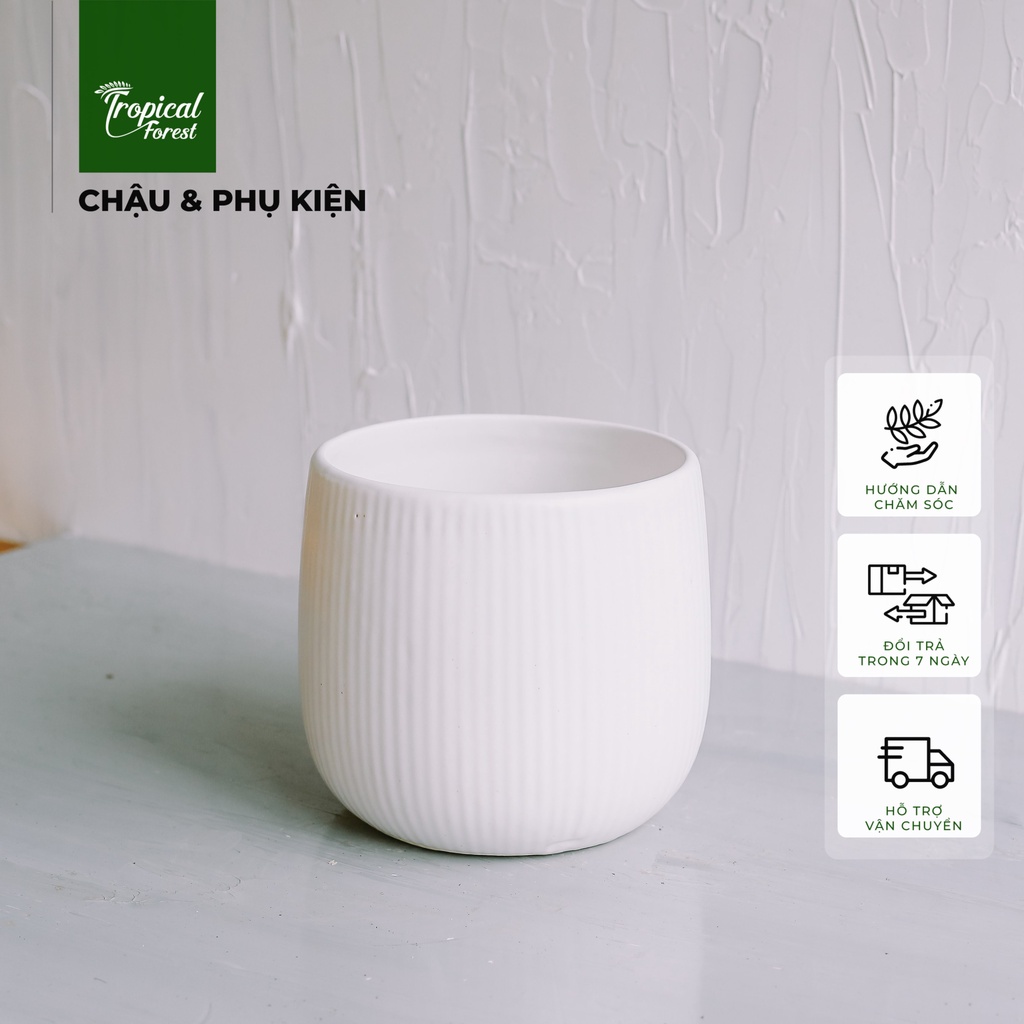 Chậu gốm trồng cây để bàn hoạ tiết quả lê TROPICAL FOREST