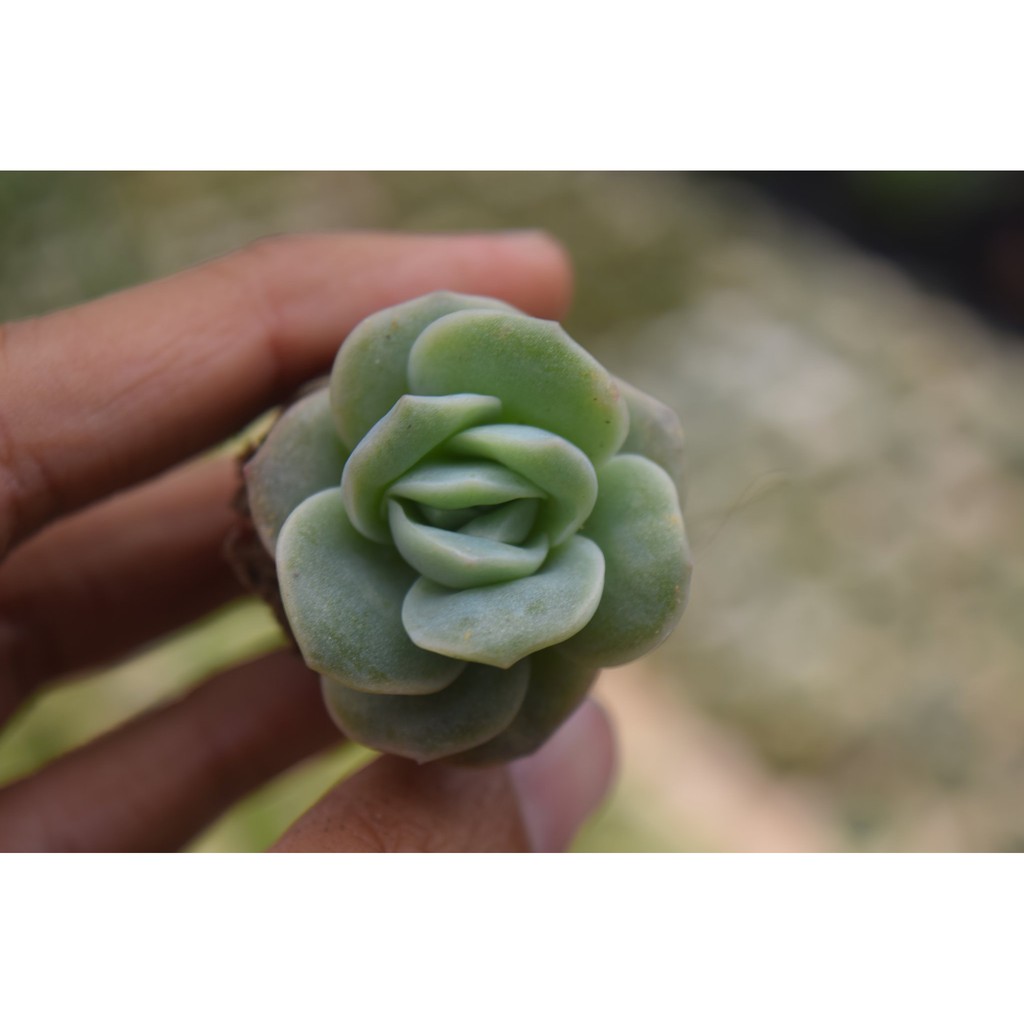 sen đá hồng Hà Lan mini 2-4cm
