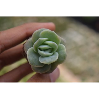 Sen đá hồng hà lan mini 2-4cm