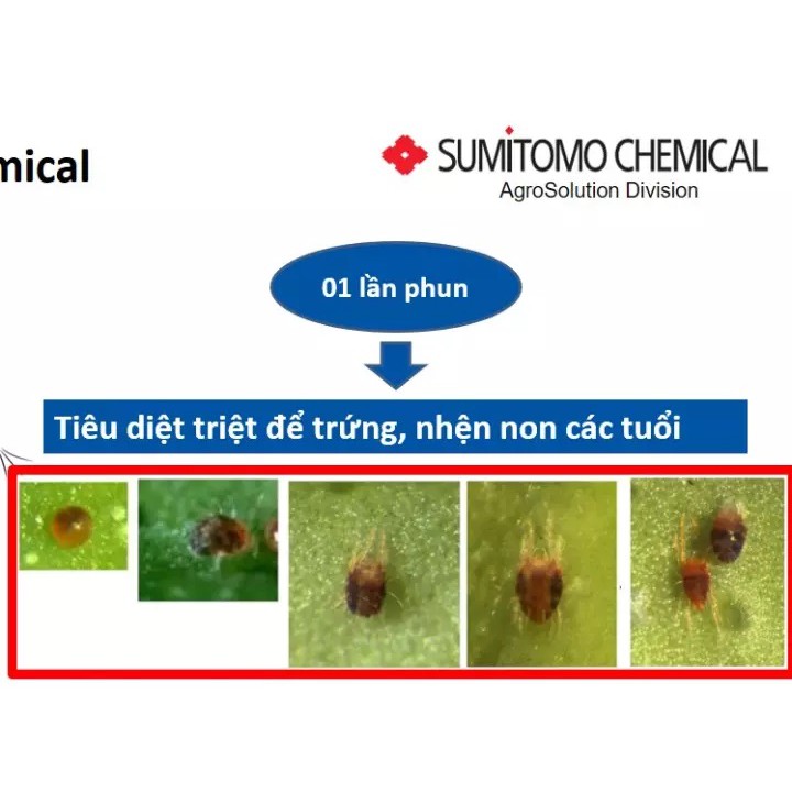 Thuốc trừ nhện Borneo 11SC - ĐặcTrị Nhện Đỏ Hại Lan, Hoa Cúc