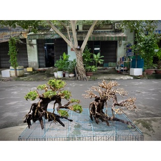 Cây bonsai thuỷ sinh  3 ( cao 25cm rộng tán 30cm)