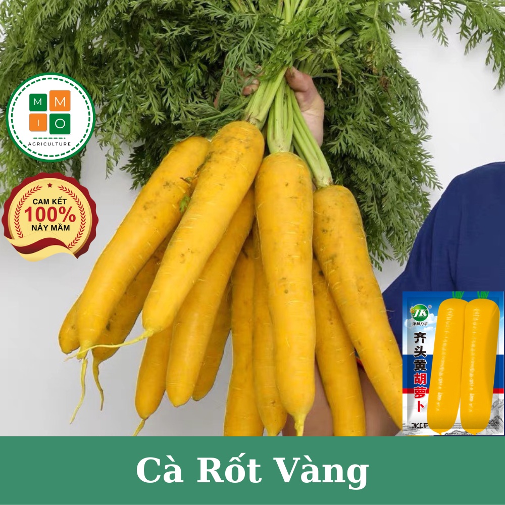 Hạt giống cà rốt vàng Hàn Quốc