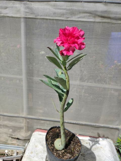 30 hạt sứ thái nhập khẩu . Có hướng dẫn cách trồng