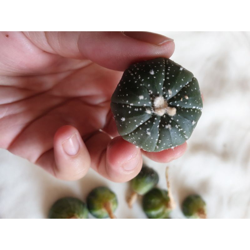 Xương rồng Aster nhiều chấm