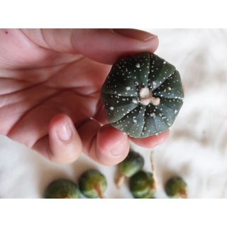 Xương rồng Aster nhiều chấm (size 2,5-3,5 cm)