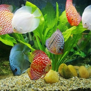 500gr Sỏi 3 màu nhỏ trang trí bể cá thuỷ sinh