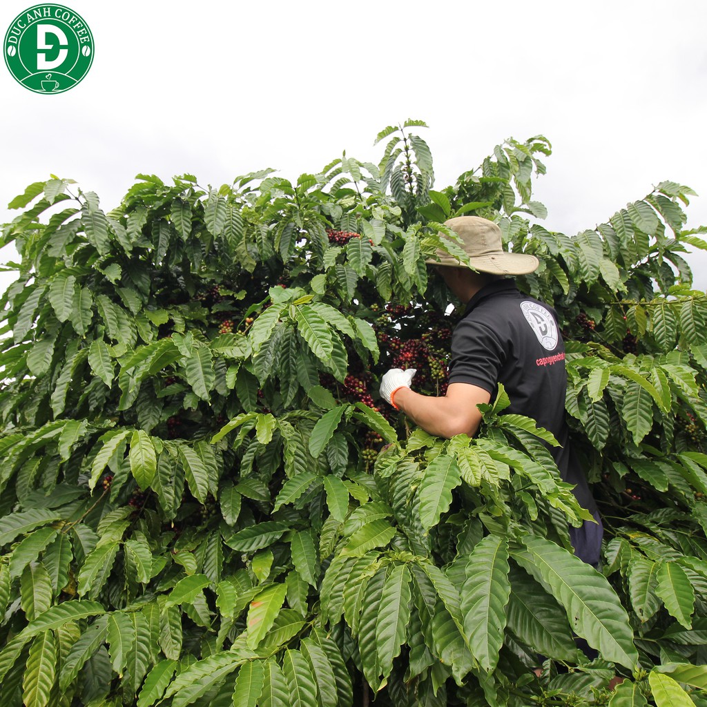 [Trợ Giá Cho Quán] 10kg Cà Phê Rang Mộc DUC ANH COFFEE Tùy Chọn Robusta Và Arabica -  Công Ty Cà Phê Đức Anh